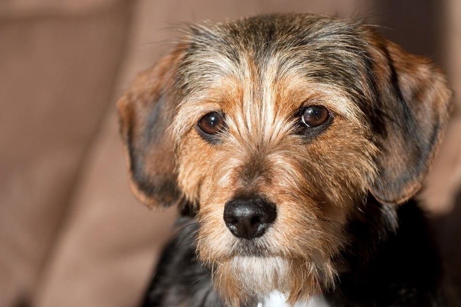 The appearance of Dachshund-Terrier mix dogs is very diverse.