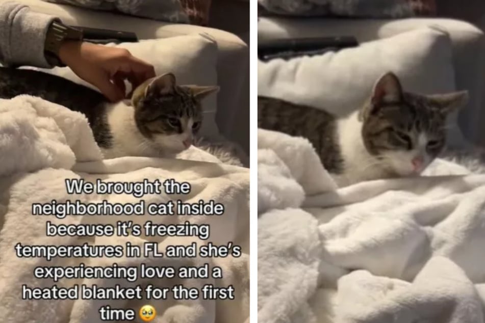 Stray cat rescued from freezing cold – and her reaction has TikTok in tears!