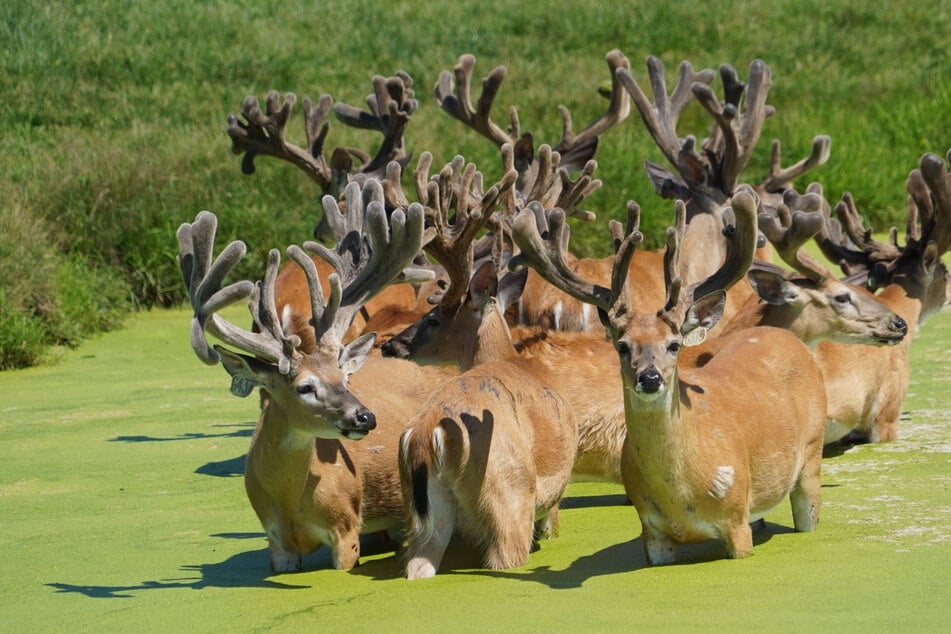Scientists warn of shocking fatal deer disease that could spread to humans