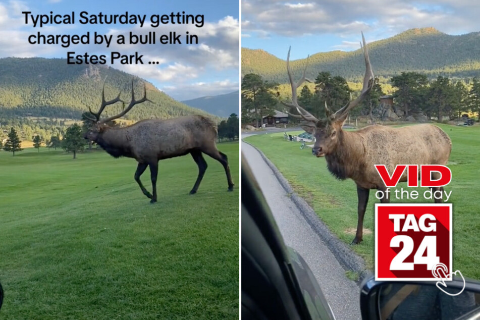 Viral Video of the Day for October 20, 2023: Wild elk gives family scare of their lives