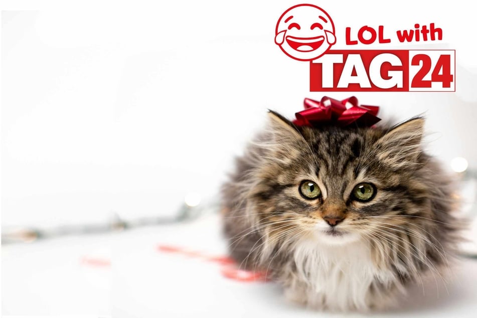 Joke of the Day for December 20, 2025: A Christmas cat funny this Caturday.