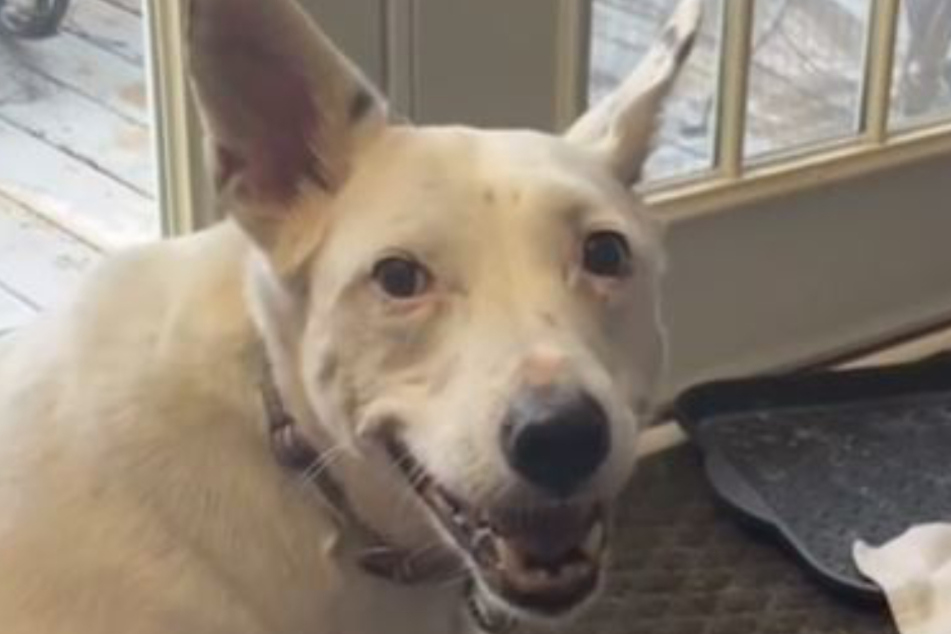This dog is doing is best to bark up a storm.