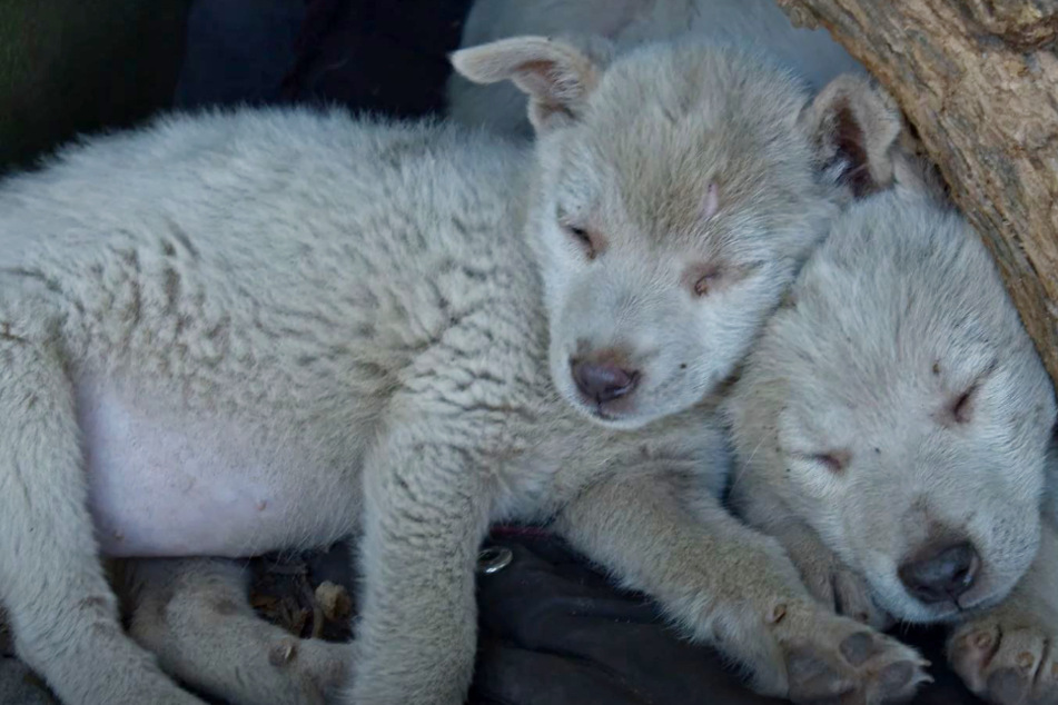 Lonely puppies wander around on dangerous train tracks before being rescued