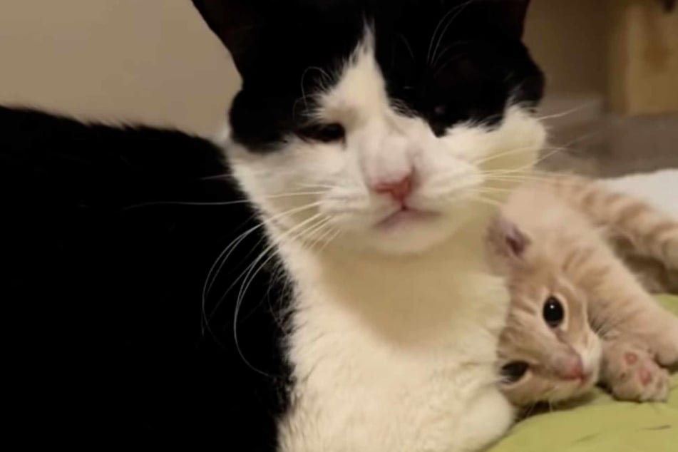 Rescue kitten is all alone in the world – then he meets this sweet "mentor" cat
