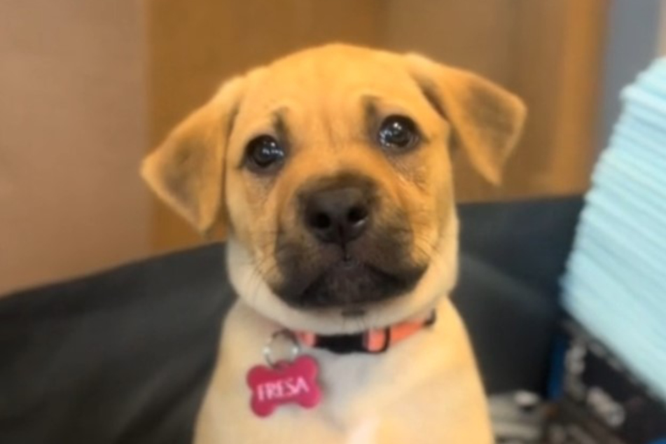 Fresa the puppy looks sadly into the camera, as if realizing that this is goodbye.