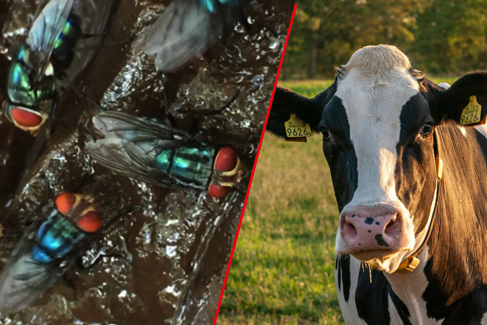 Report of flesh-eating, cow-killing screwworm in Texas raises alarm!