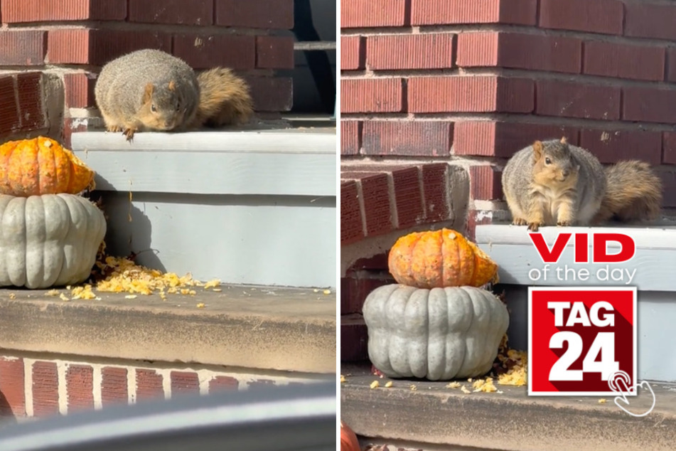 Viral Video of the Day for November 9, 2023: Have you ever seen a squirrel this fat?