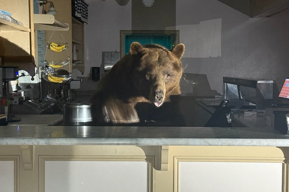 Bear with very big sweet tooth takes over California ice cream shop