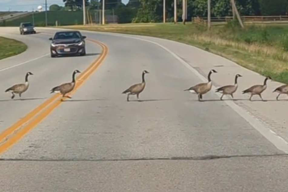 Libby Hackett stopped her car thinking she was going to take a short break to let a few geese pass. Then she looked to her left and saw a goose-pocalypse!