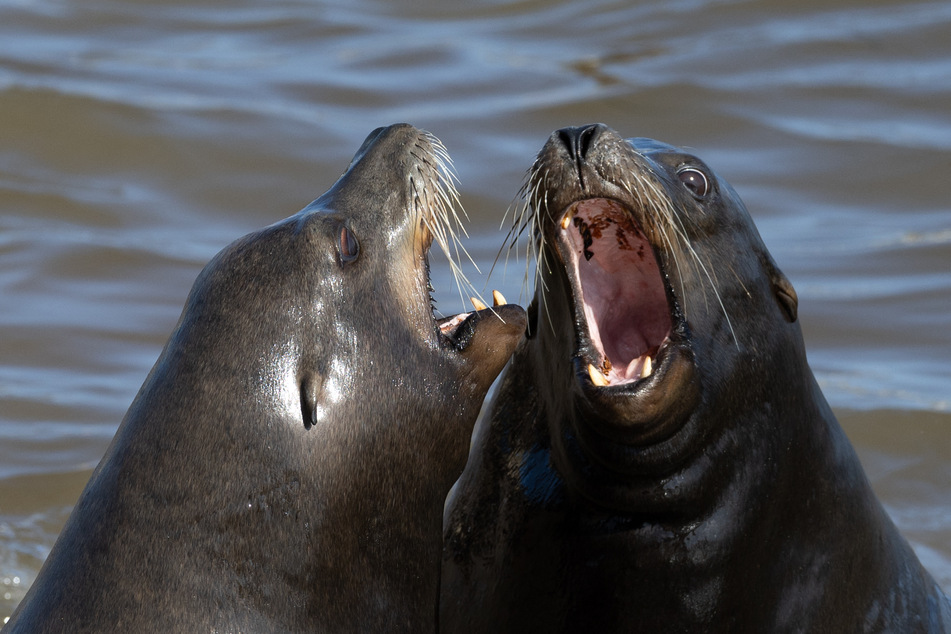It is not possible to say exactly why the sea lion attacked (stock image).