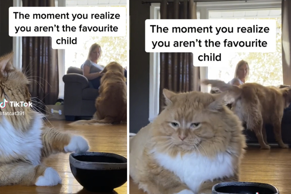Zoey the cat appears annoyed that her owner is petting the dog.