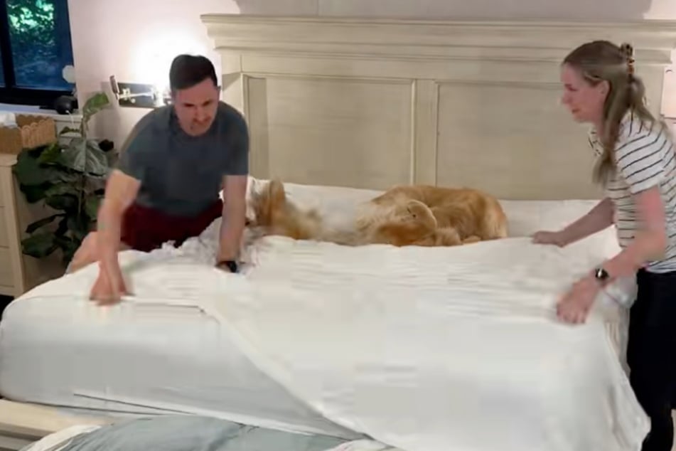 Emma and Ellie keep lounging comfortably as their humans put new sheets on the bed.