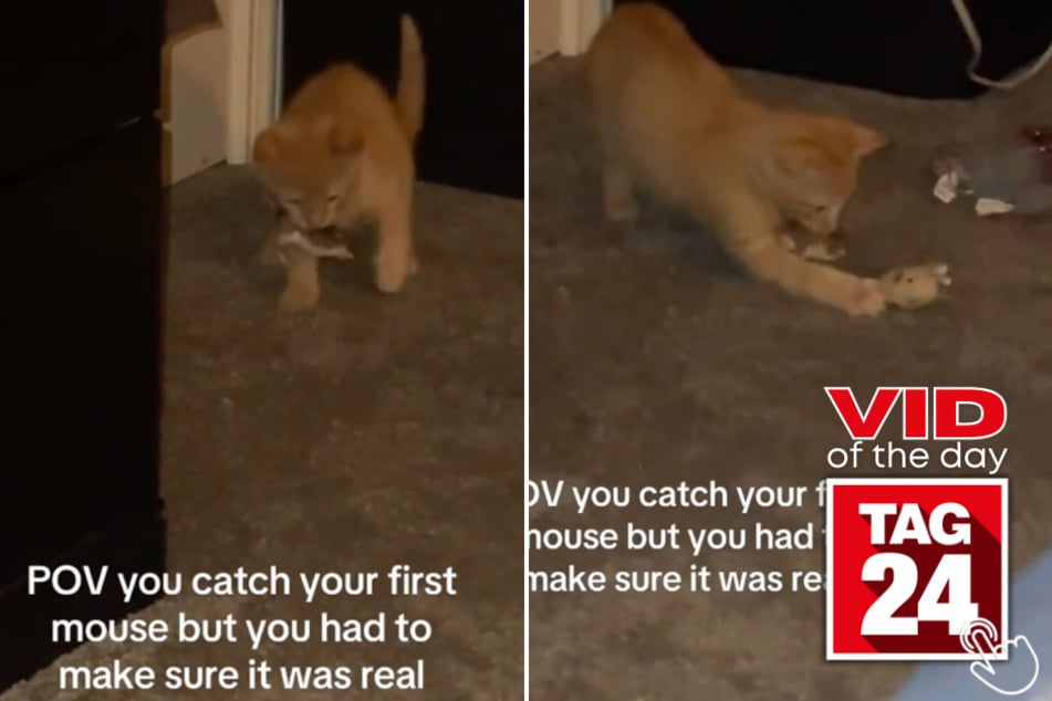 Today's Viral Video of the Day features a cat who caught something that looked exactly like his favorite toy!