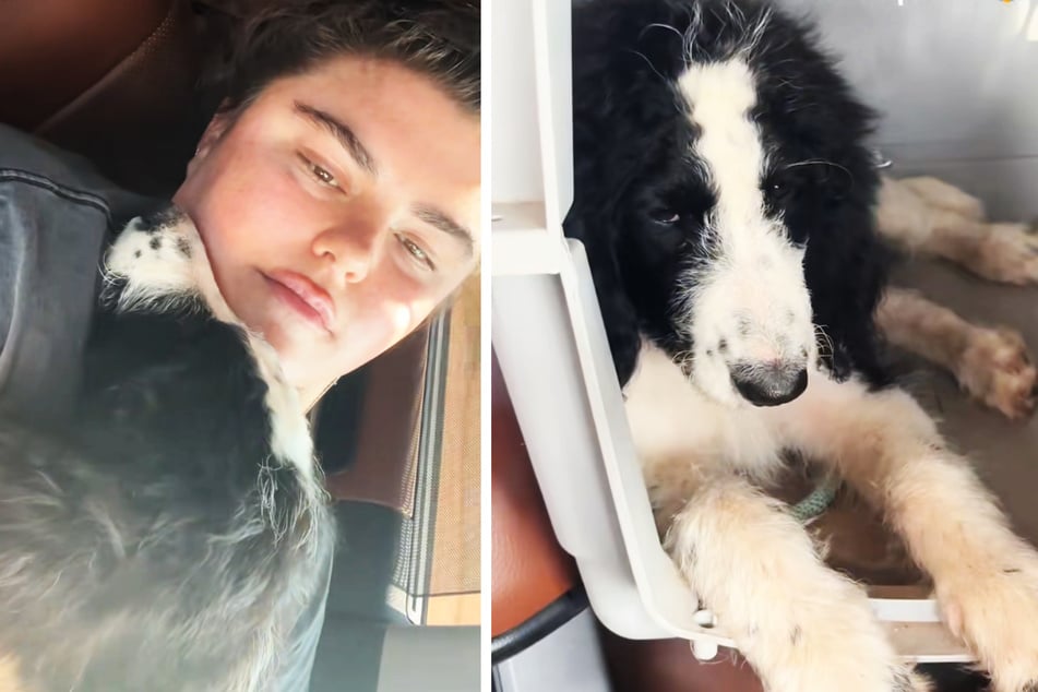 The dog will remain with Dana and her partner (l.) until it gets adopted.