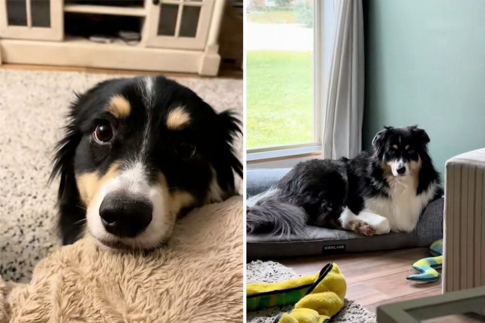 An Australian Shepherd Penny has won the internet with an array of different facial expressions.