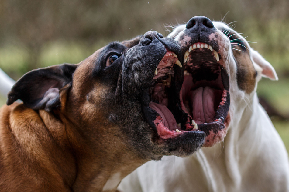 Out of the blue, the two pit bulls went berserk (stock image).