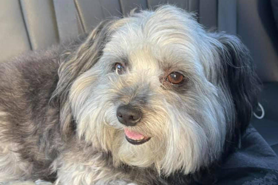 Lola is in good health, but her teeth need some work.