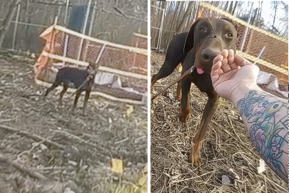 Dog found with snout zip-tied shut in horrible abuse case