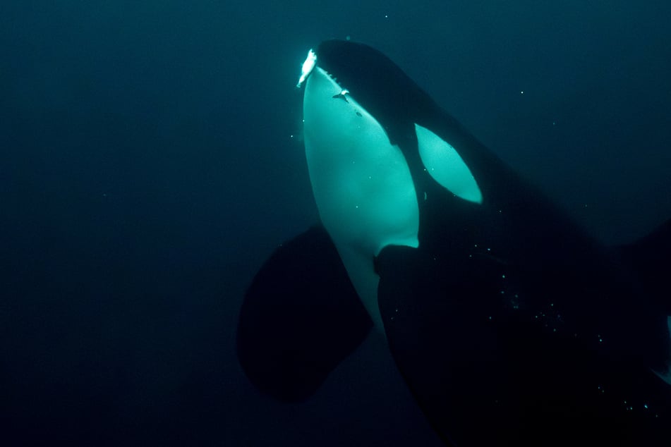 Do killer whales get a kick out of brutally bashing their dinner to bits?
