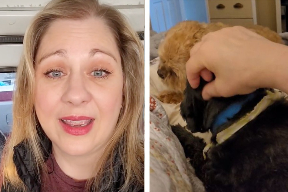 Dog climbs into TikToker's bed – but it's not hers!