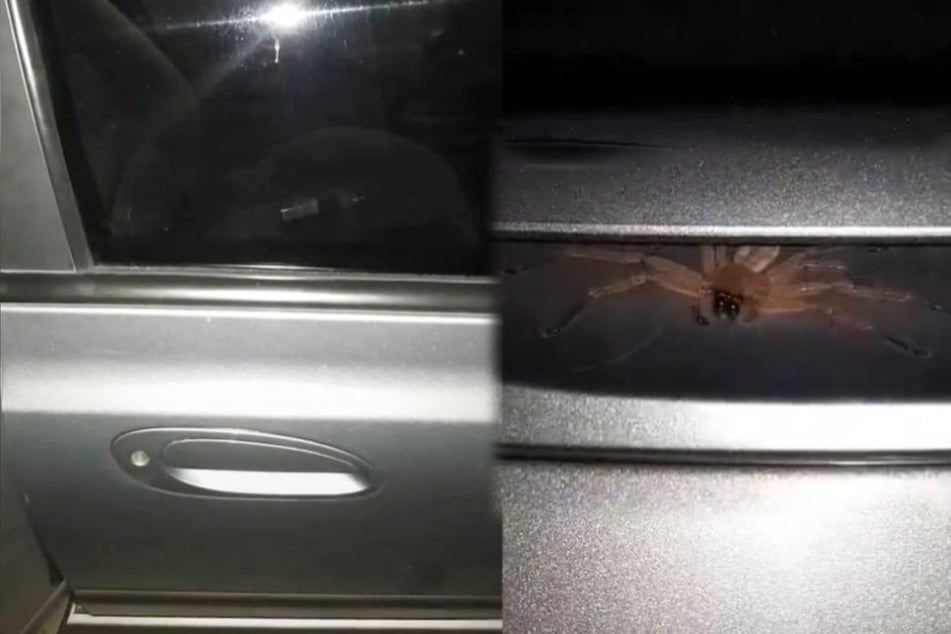 Hidden horror: TikToker shocked by an eight-legged nightmare