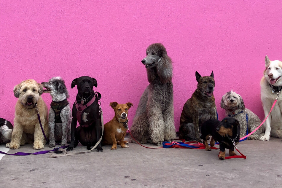 How to read dog body language: Dog behavior explained