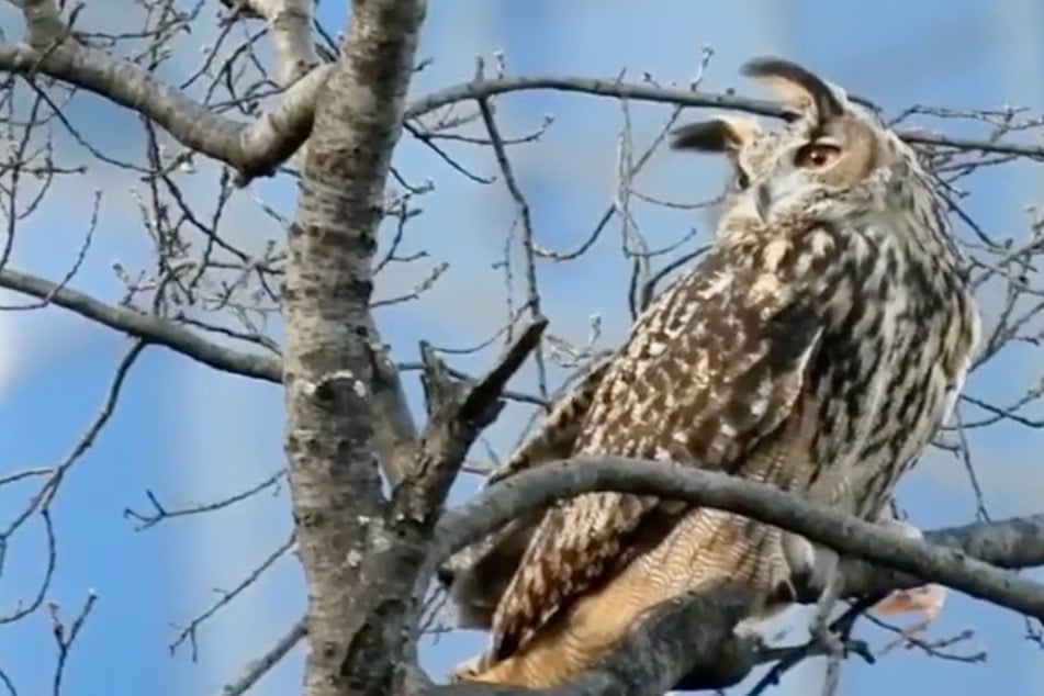 Zoo owl escapes and sparks New York City rescue mission