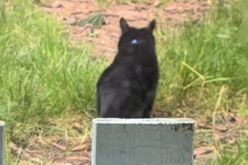 After his surprise appearance, Sooty vanished.