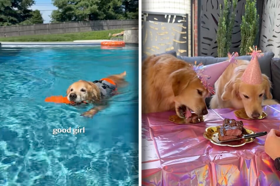 The pet owner rented a house with a pool where Ellie the dog can have fun! Sweetly, doggy sister Emma gets a share of her birthday steak.