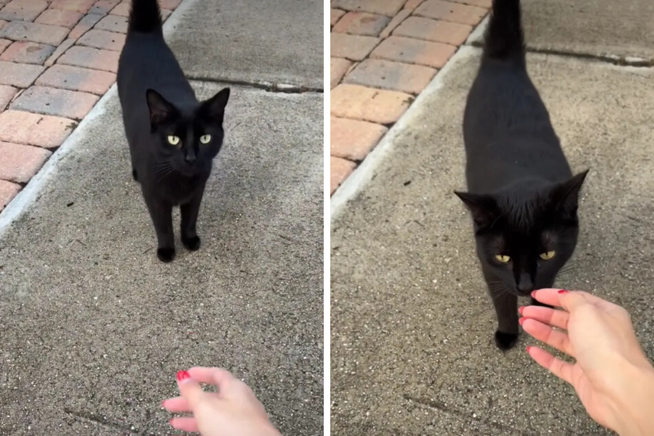 Cat abandoned by owner finds unexpected help: "She does not deserve to be living on the streets"