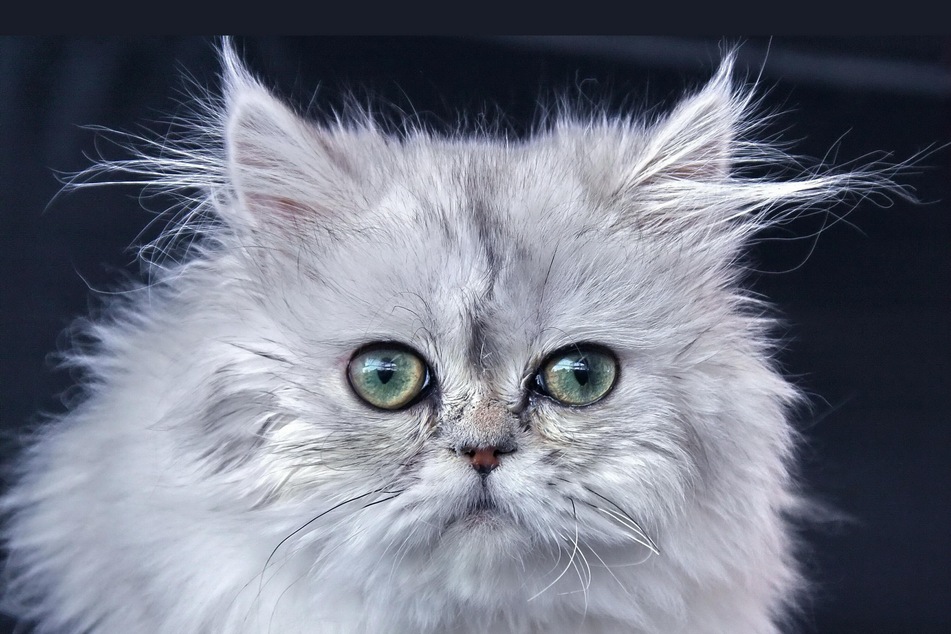 Certain cat breeds naturally develop watery or "crying" eyes.