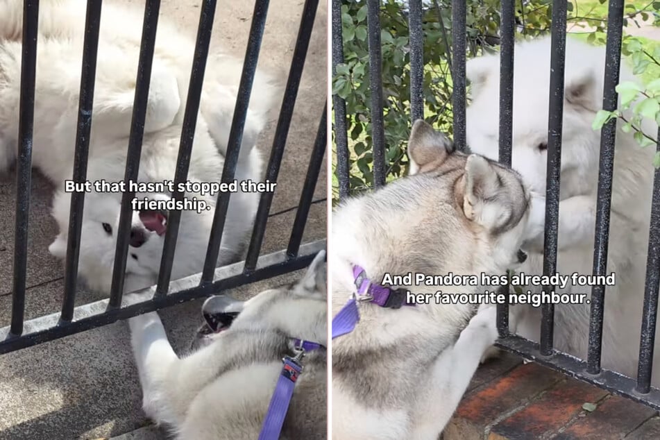 These two dogs are too cute to handle, and their mornng paw-touching ritual proves it!