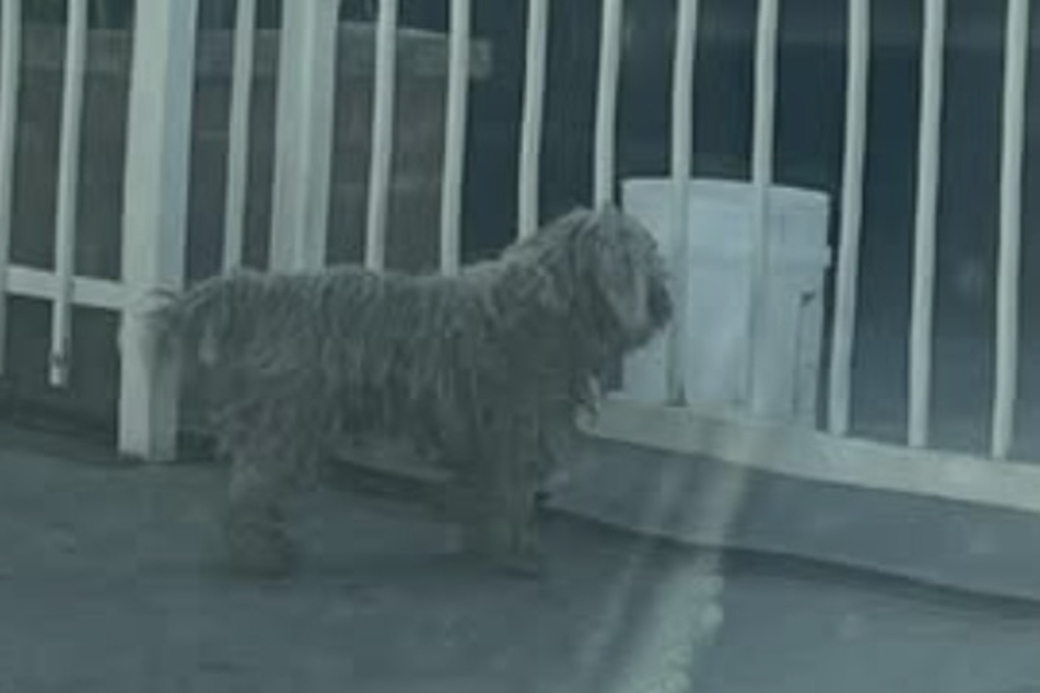 The stray dog repeatedly paid his friend a visit – but was always shooed away.