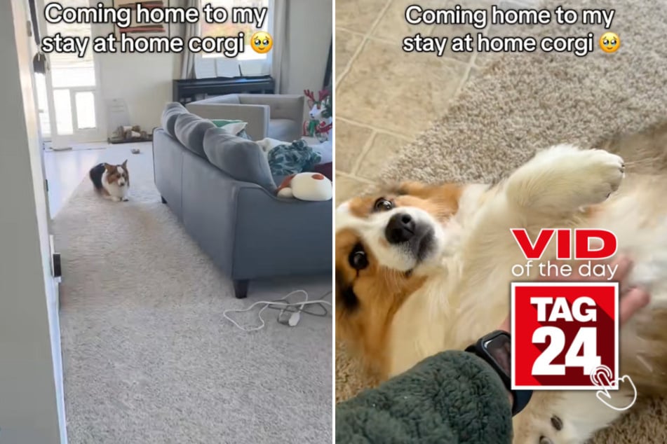 Viral Video of the Day for April 5, 2025: Fluffy Corgi greets owner in super adorable way!