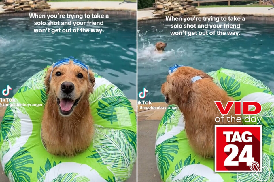 Viral Video of the Day for June 10, 2026: Golden retriever gets upstaged by swimming brother
