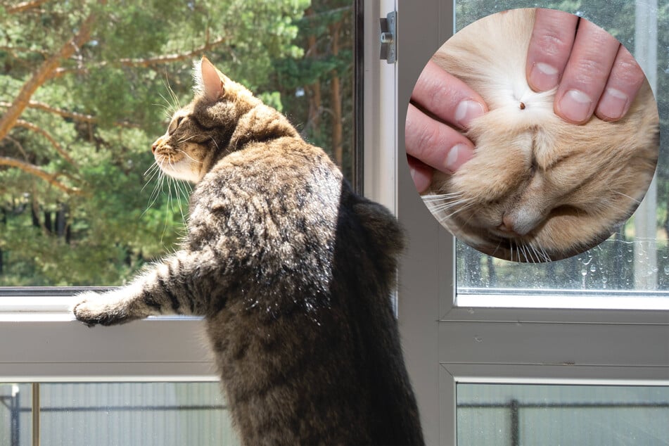 Ticks on cats: Symptoms, prevention, and how to get rid of them