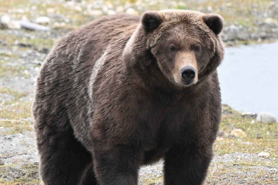 Bear 910 wasn't the winner of the Fat Bear Week 2026, but she was one huge runner up. 