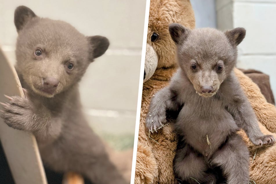 The black bear cub stole the keepers' hearts right away.