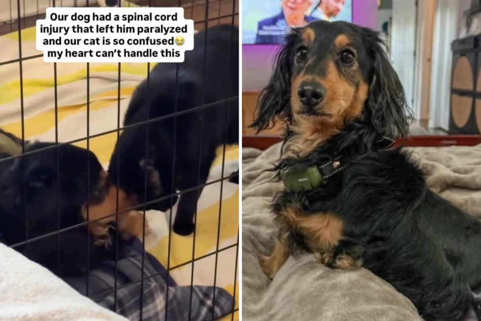Dog is paralyzed after tragic accident – his cat best friend has heartbreaking reaction when she realizes