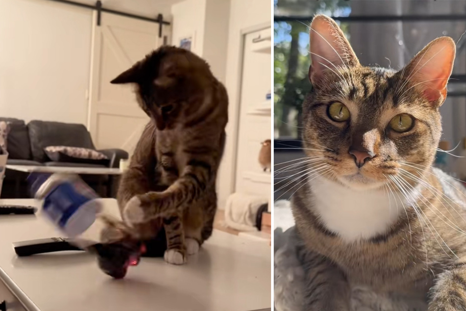 Unrepentant cat burglar strikes again (and again and again) in hilarious viral video