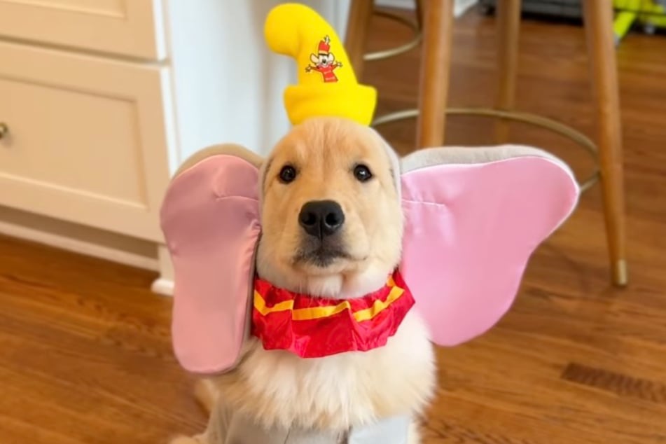 Not scary, but cute: Happy goes as Dumbo the elephant this Halloween.