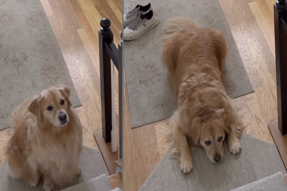 When his little human brother started preschool, this sweet dog missed him terribly.