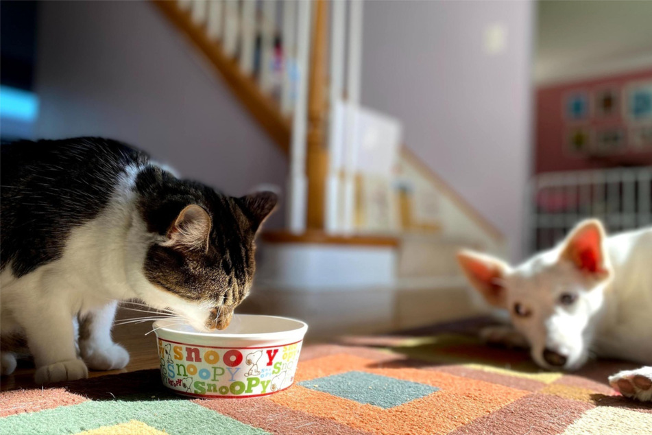 A cat's diet shouldn't be entirely dog food, but a little bit by accident won't hurt.