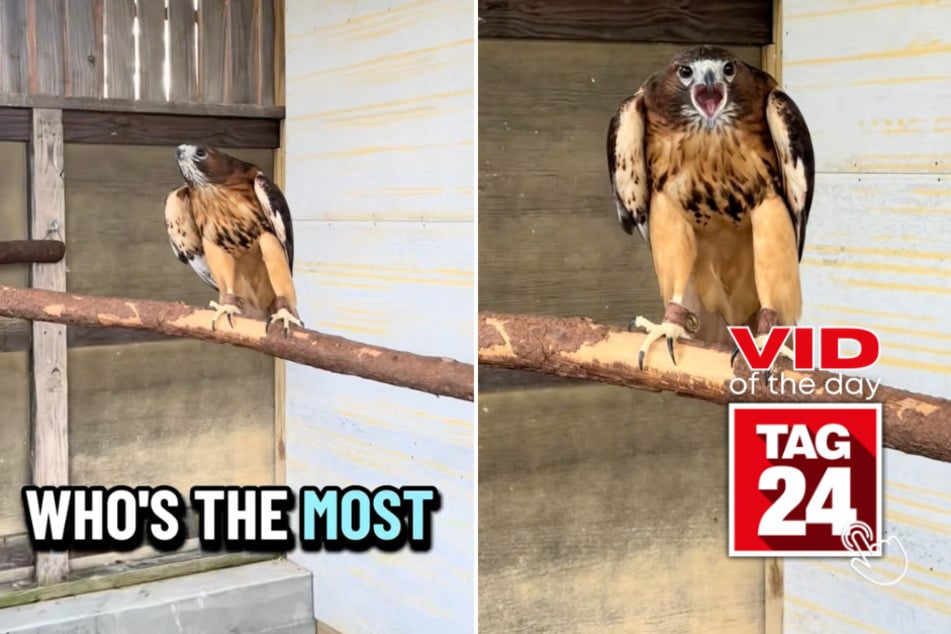 Viral Video of the Day for March 18, 2026: This hawk knows he's the most handsome guy in the room!