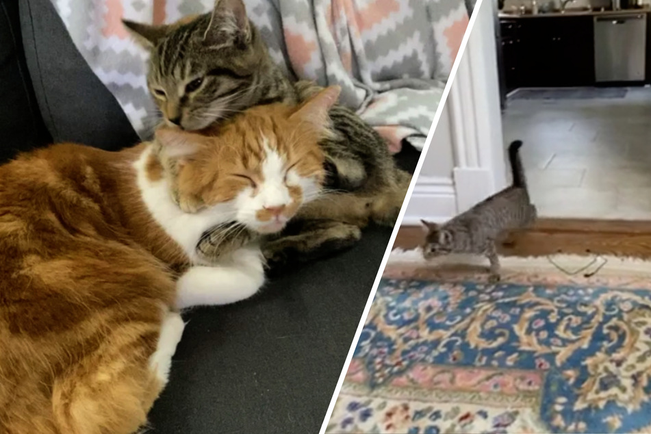 Clumsy Tipsy: little disabled kitten fights her way to food every day