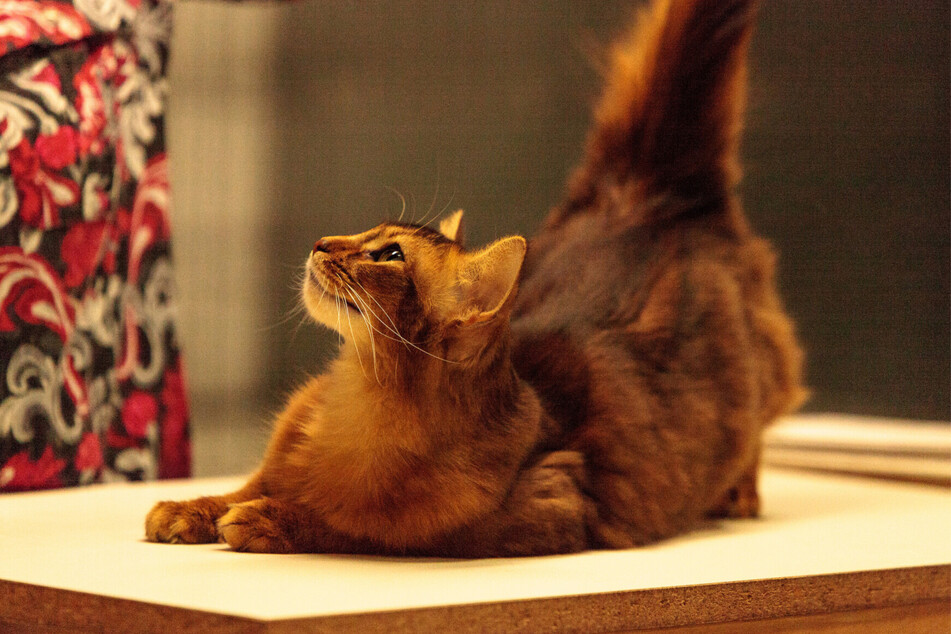 Somalis are impressive and fast cats known for their fluffy red-orange coats.