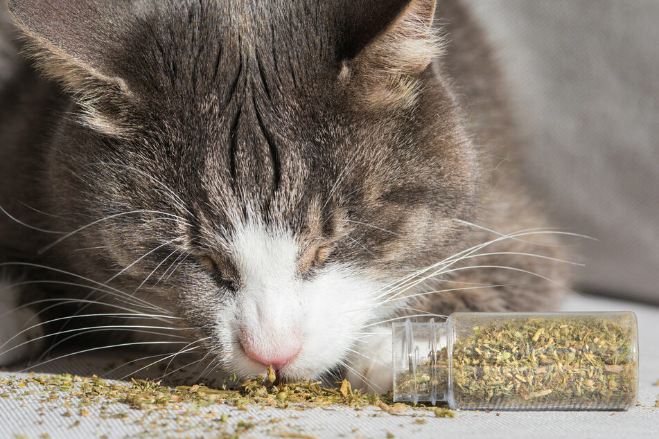 The substances in catnip send many cats into a state of euphoria, which can lead to strong changes in their behavior.