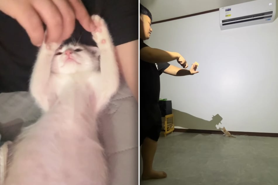 Kitten's adorable reaction to owner making shadow puppets goes totally viral