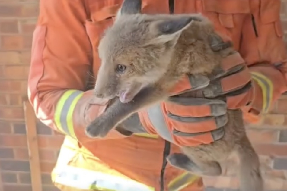 Firefighters freed a total of three fox cubs.