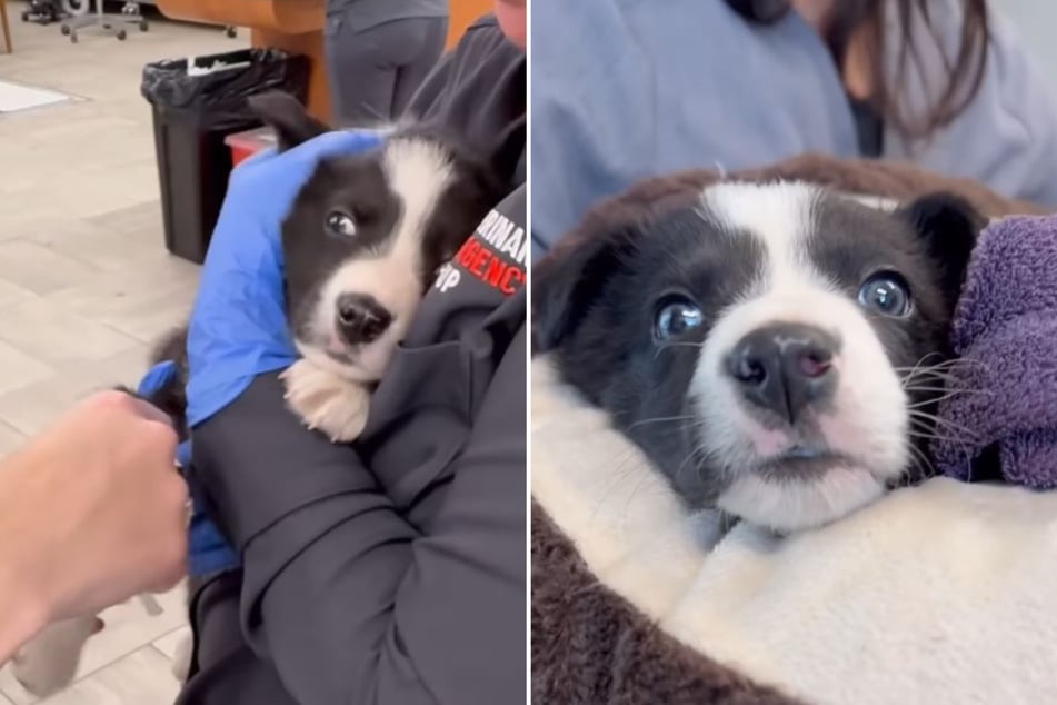 Owners want to euthanize puppy after horrific accident, but vets won't give up